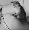 ͷ��