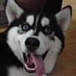 ͷ