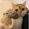 ͷ