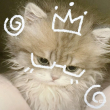 ͷ��