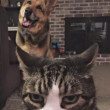 ͷ