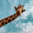 ͷ��