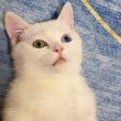 ͷ��