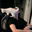 ͷ��