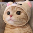 ͷ��