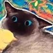 ͷ��
