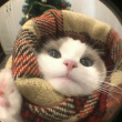 ͷ��