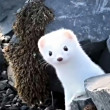 ͷ