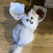 ͷ