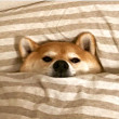 ͷ