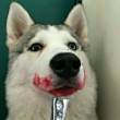 ͷ