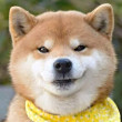 ͷ