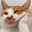 ͷ