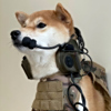 ͷ