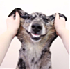 ͷ