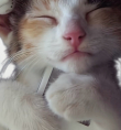 ͷ��