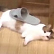 ͷ