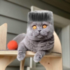 ͷ��