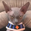 ͷ