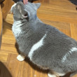 ͷ
