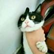 ͷ