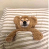 ͷ��