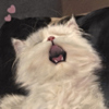 ͷ
