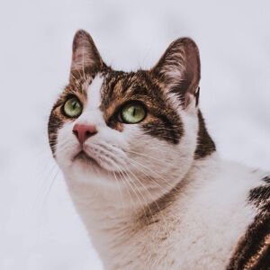 ͷ��