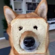 ͷ��