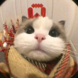 ͷ��
