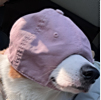 ͷ