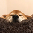ͷ