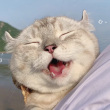 ͷ��
