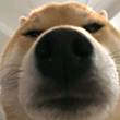 ͷ