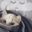 ͷ��