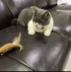 ͷ��
