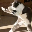 ͷ��