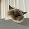ͷ