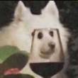 ͷ��