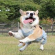 ͷ��