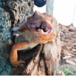 ͷ