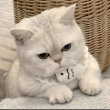 ͷ��
