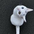 ͷ��