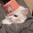 ͷ��
