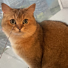 ͷ