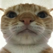 ͷ��