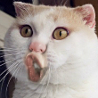 ͷ