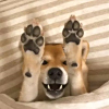 ͷ