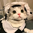 ͷ