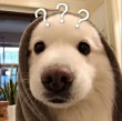 ͷ